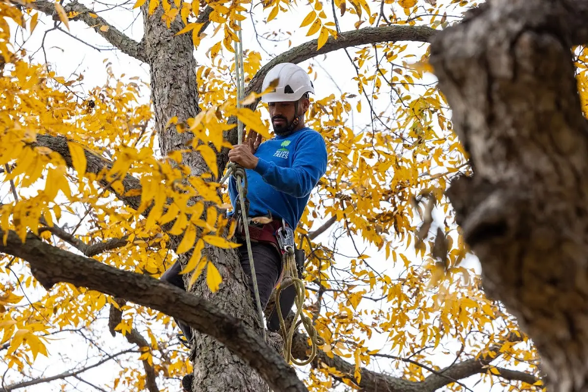 Skilled Tree Transplanting crew working in Hubbard